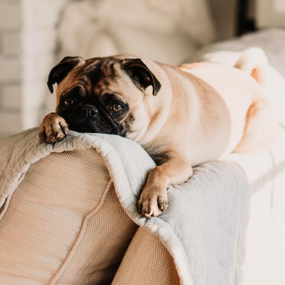 A pug lies on the back of a couch with its head and paws resting on the edge, looking relaxed.