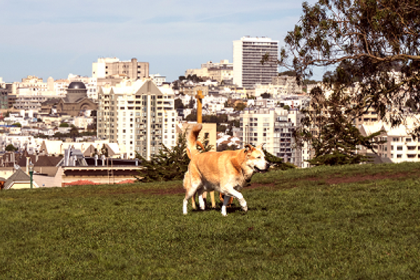 Two dogs walk on grass in a city park with tall buildings and trees in the background.