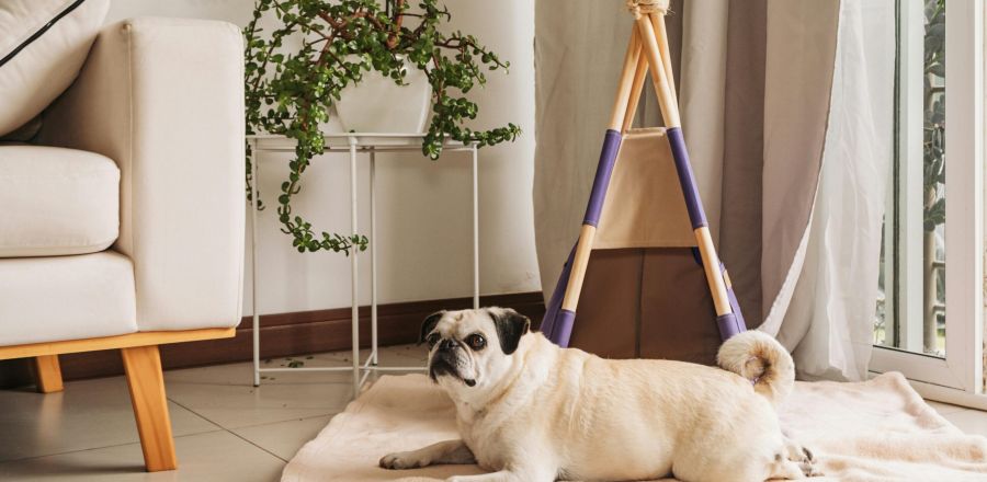 A pug lying on a mat in front of a small indoor teepee, next to a potted plant and a beige couch.