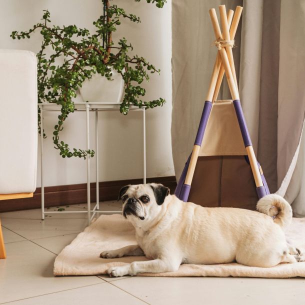 A pug lying on a mat in front of a small indoor teepee, next to a potted plant and a beige couch.