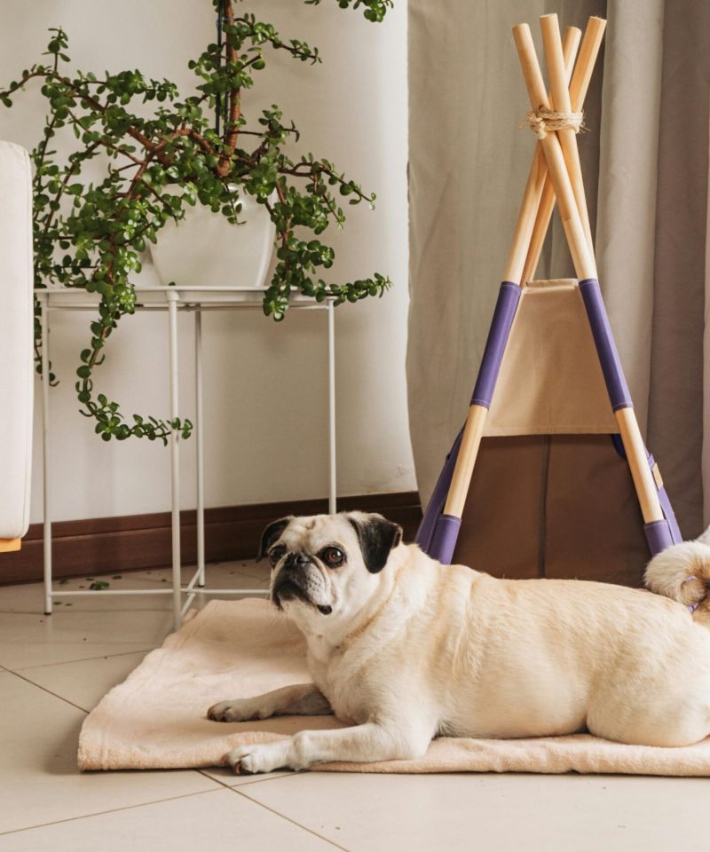 A pug lying on a mat in front of a small indoor teepee, next to a potted plant and a beige couch.