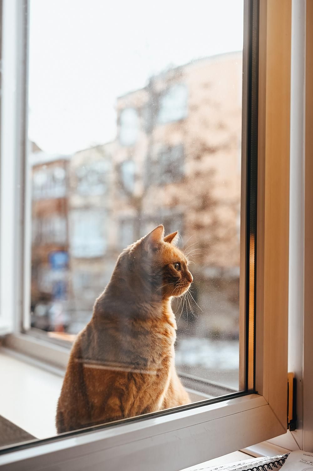 Orange tabby cat sitting by a window, looking outside at buildings on a cloudy day.