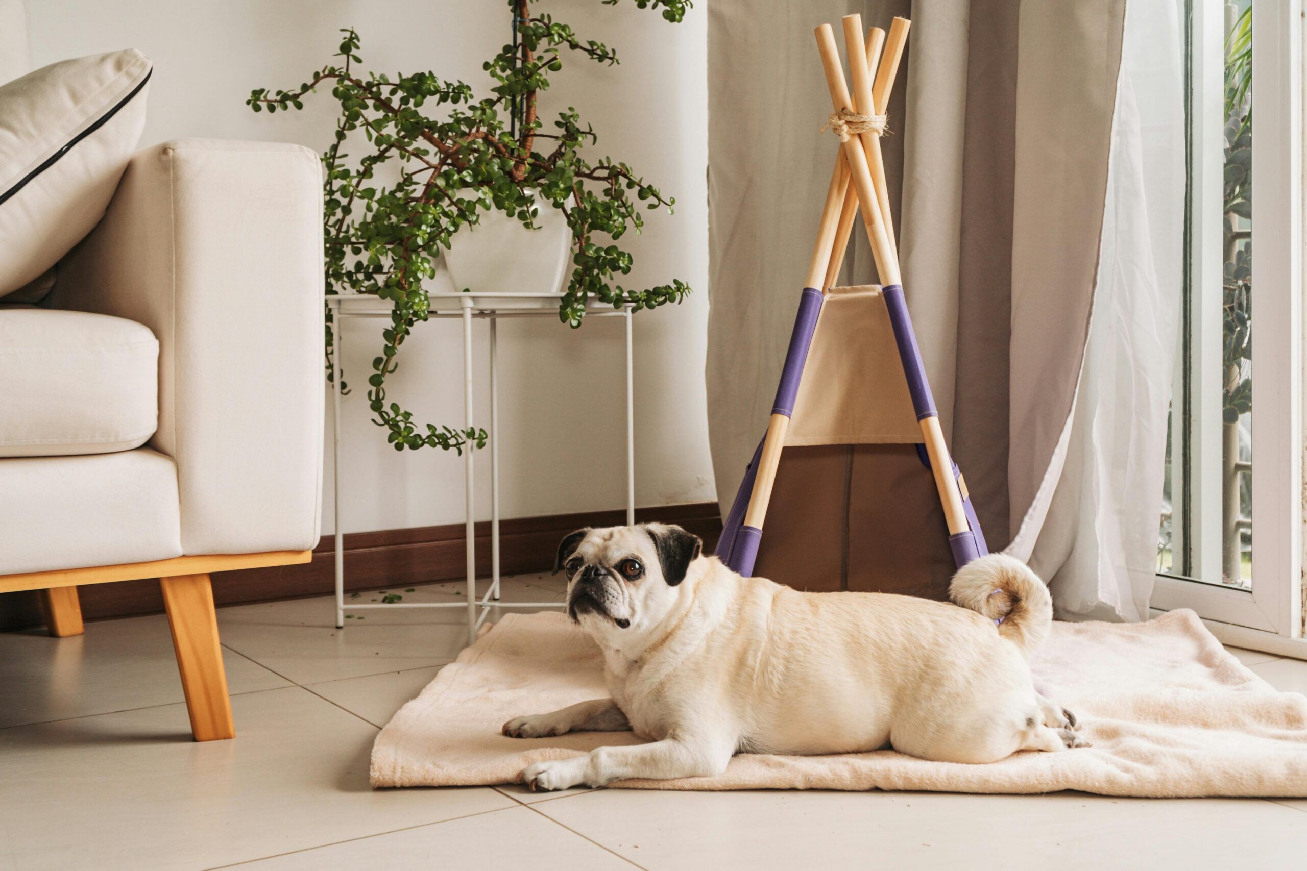 A pug lying on a mat in front of a small indoor teepee, next to a potted plant and a beige couch.