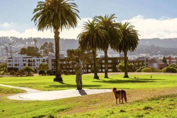 A brown dog stands on grass in a sunny park with palm trees and buildings in the background.
