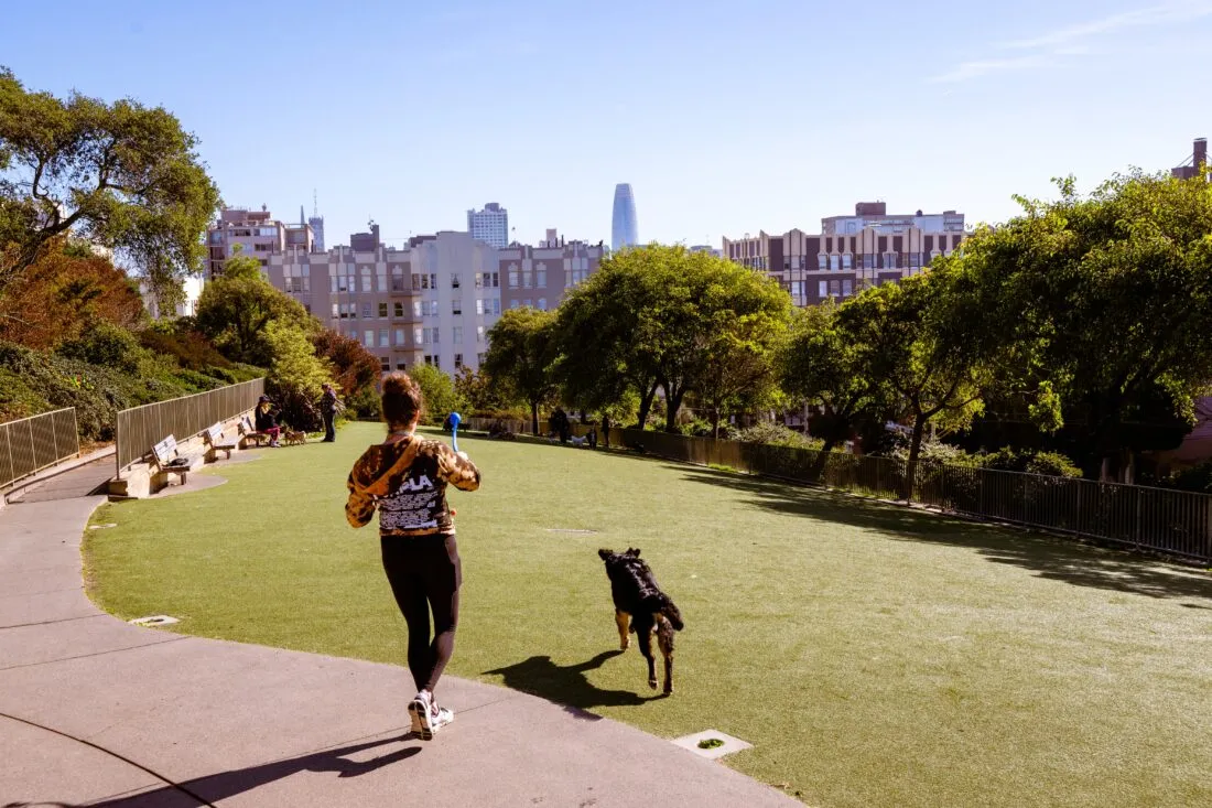 person playing with dog at Alta Plaza Park